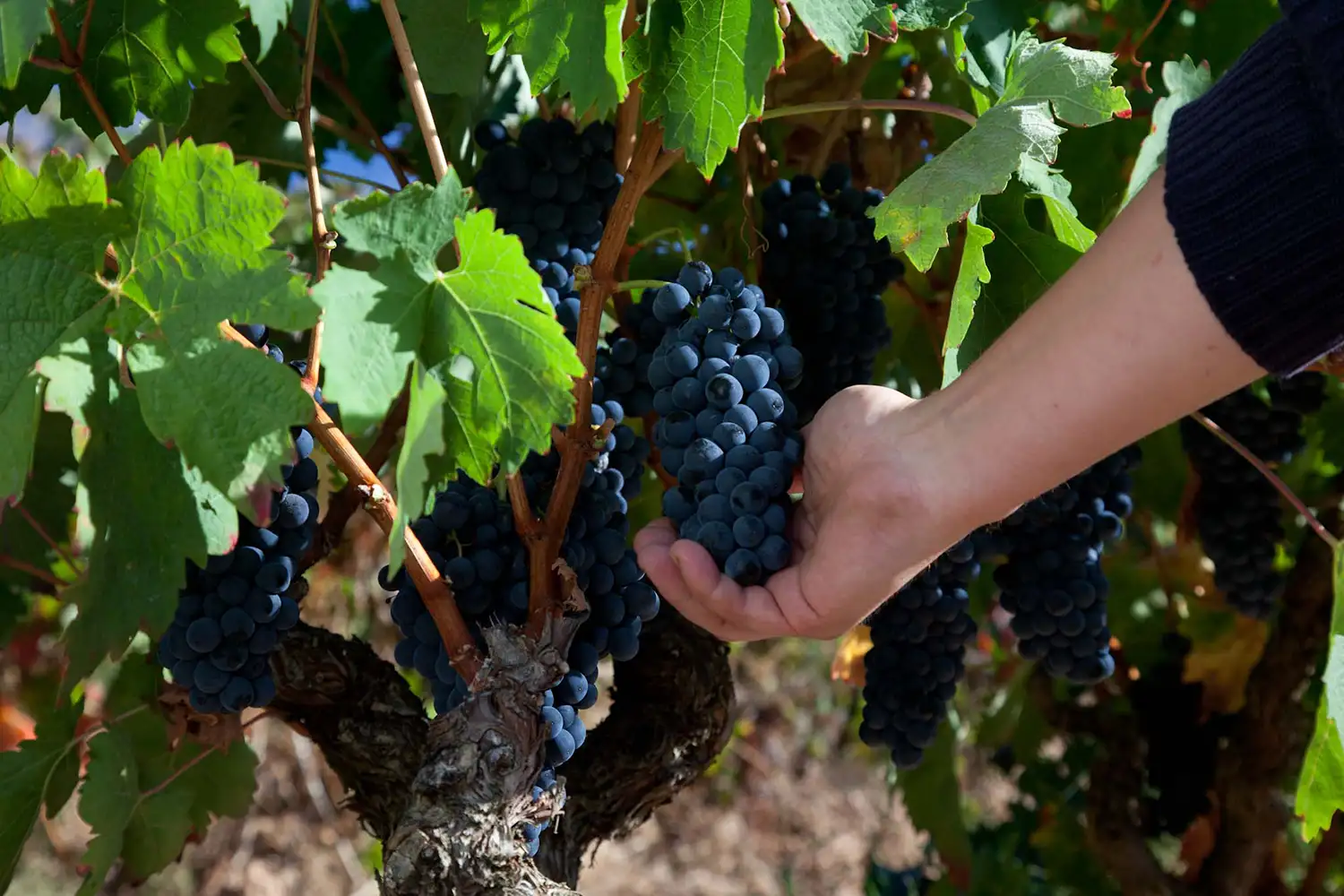 Bodegas Montecillo