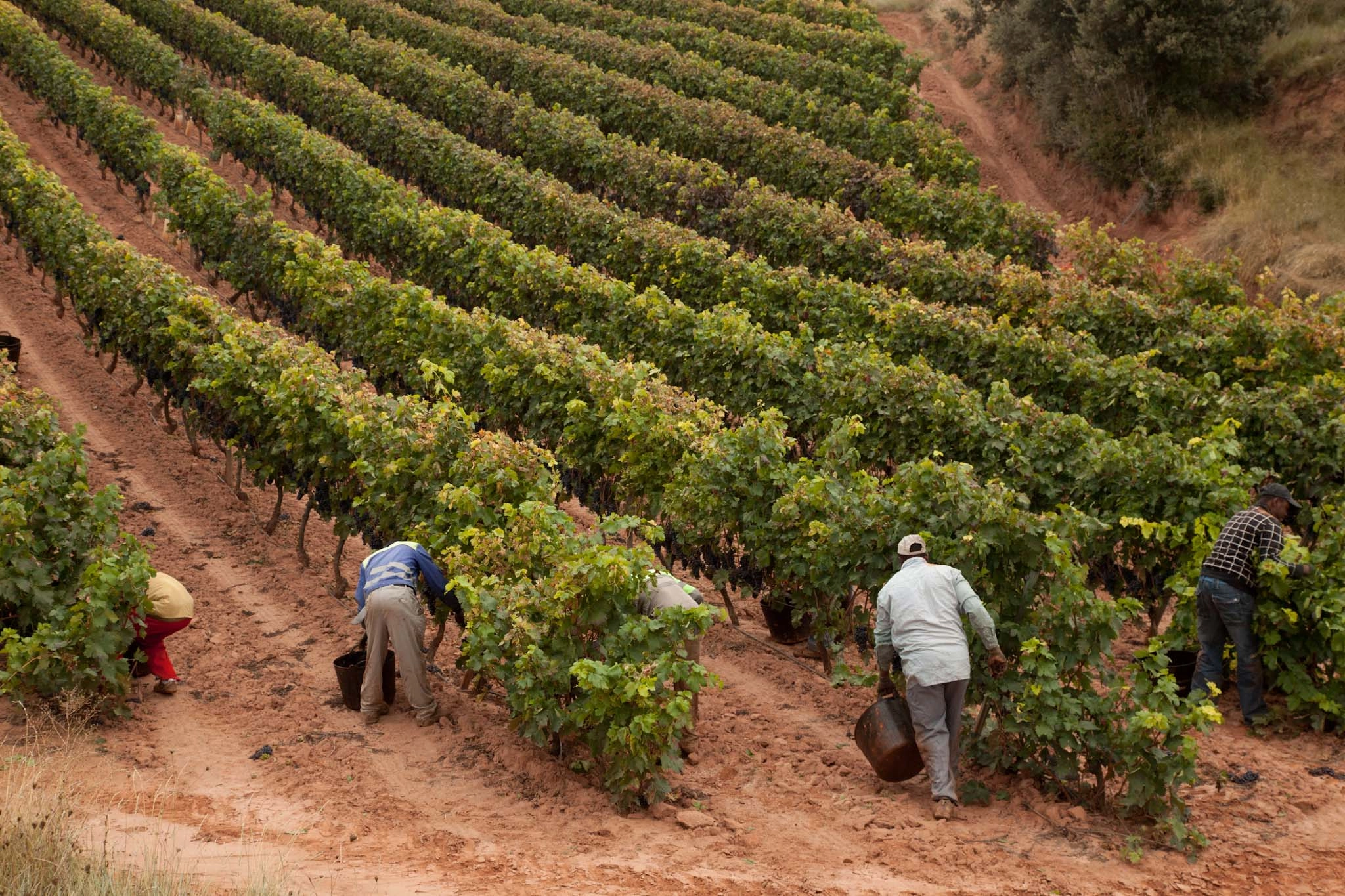 ¿Qué es la vendimia y por qué es tan importante? - Bodegas Montecillo