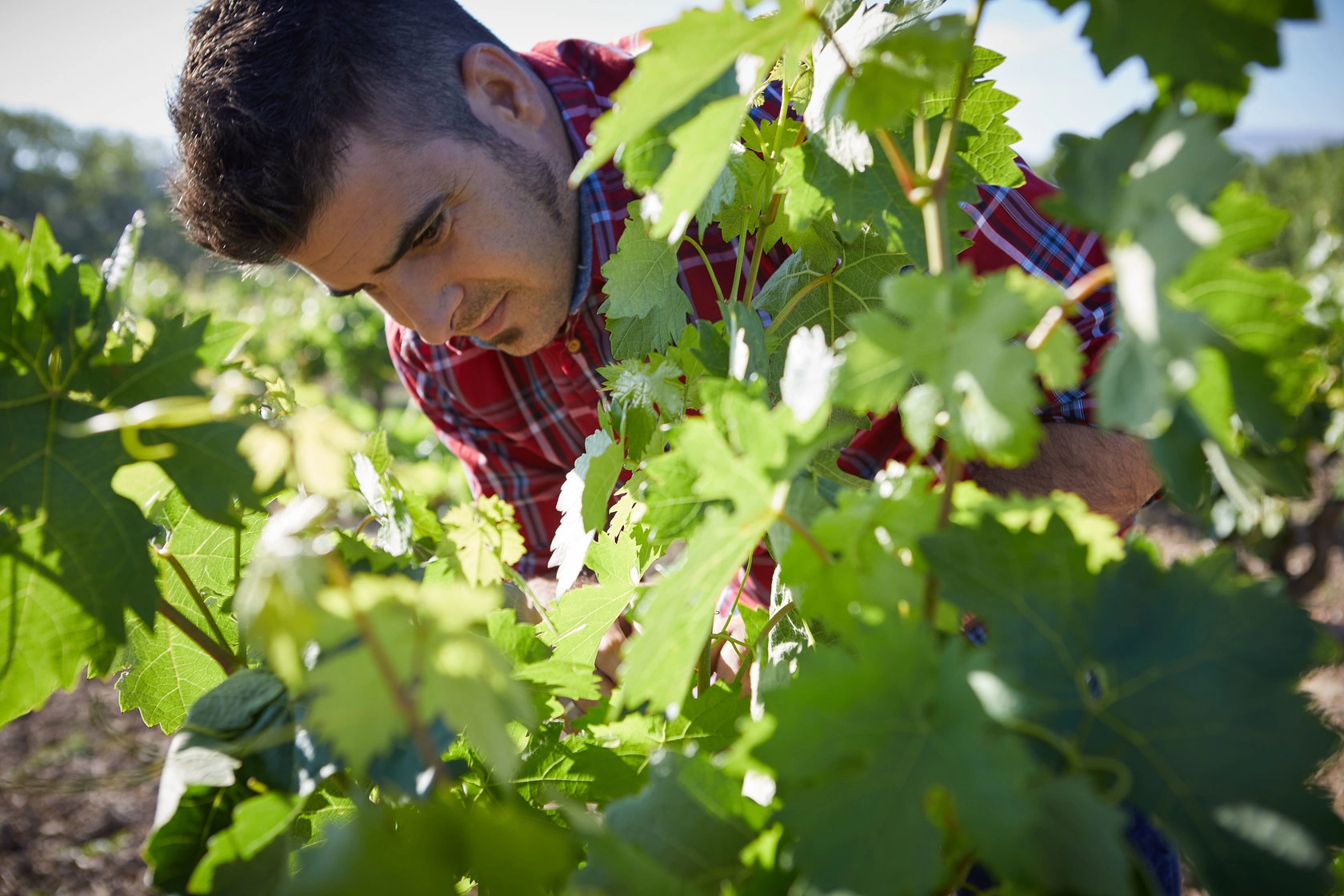 El trabajo en el viñedo previo a la vendimia - Bodegas Montecillo