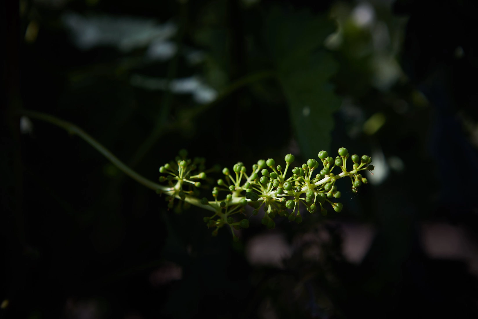 El ciclo de la vid - Bodegas Montecillo