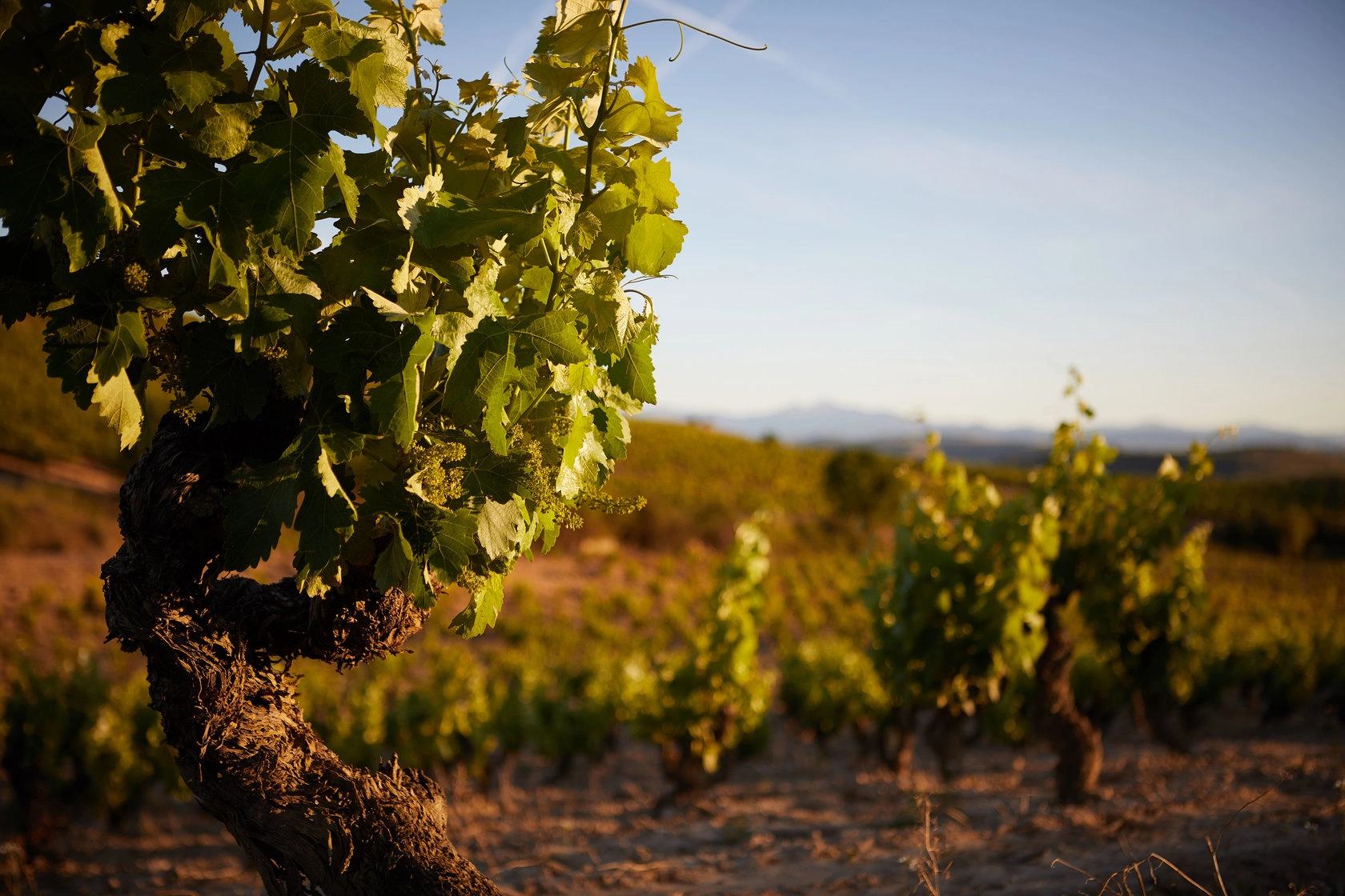 El ciclo de la vid - Bodegas Montecillo - parra