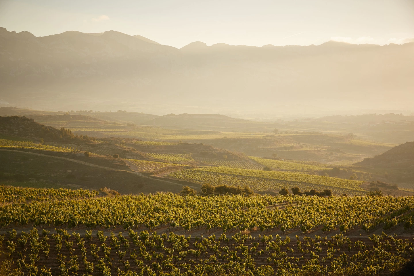 Las tres zonas de producción de la D.O.Ca. Rioja