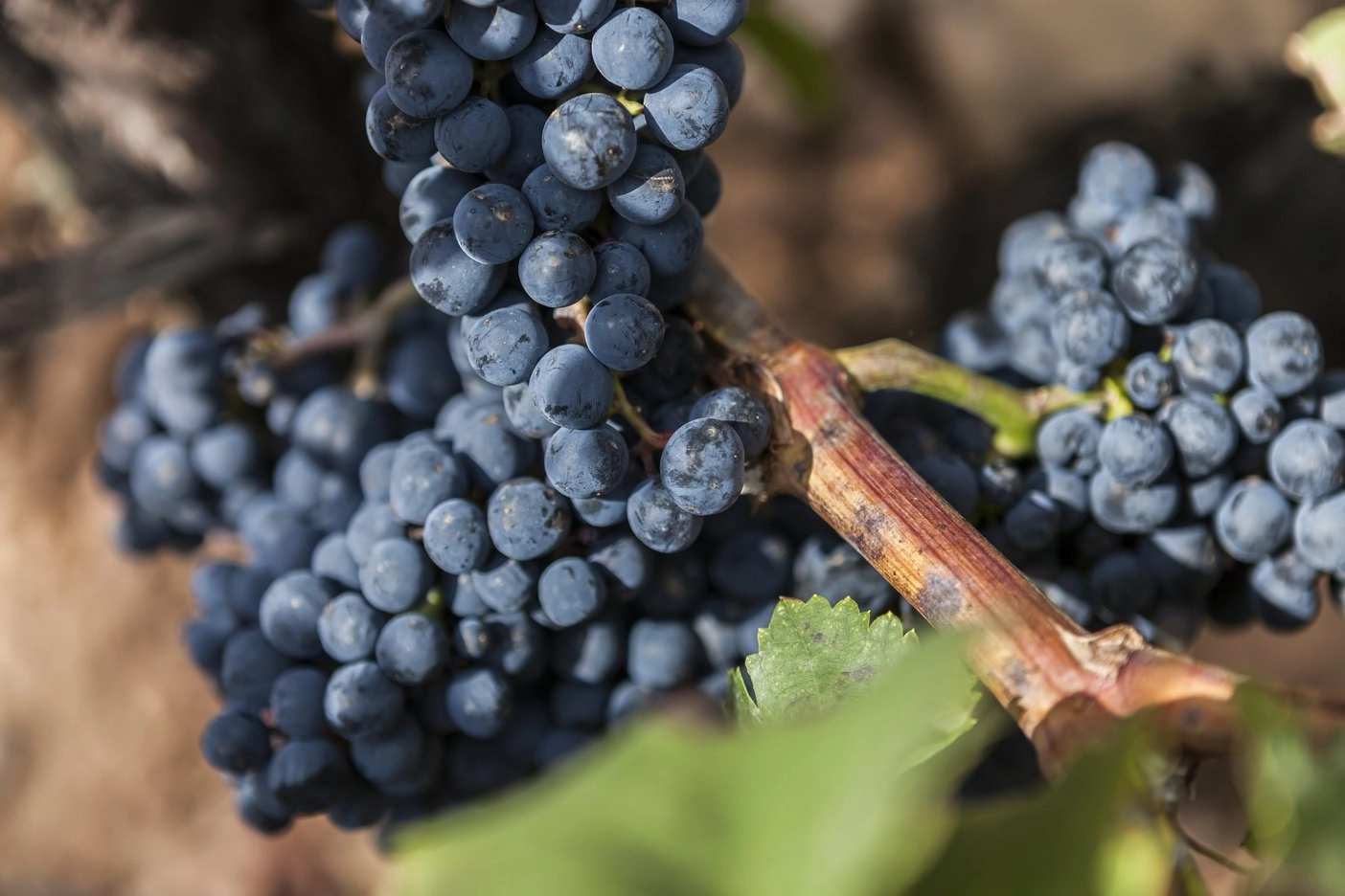 Vinos blancos de Rioja