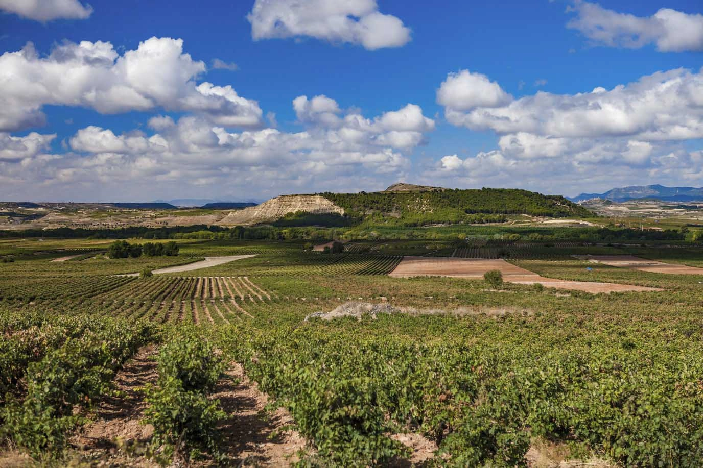 Vinos blancos de Rioja - Bodegas Montecillo