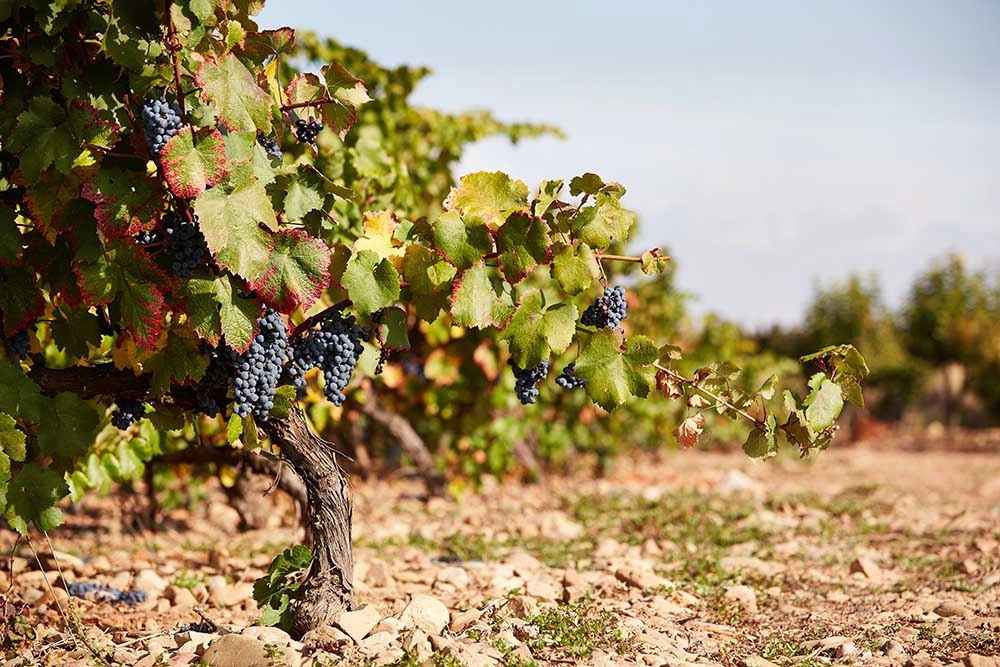 Vineyard - Bodegas Montecillo