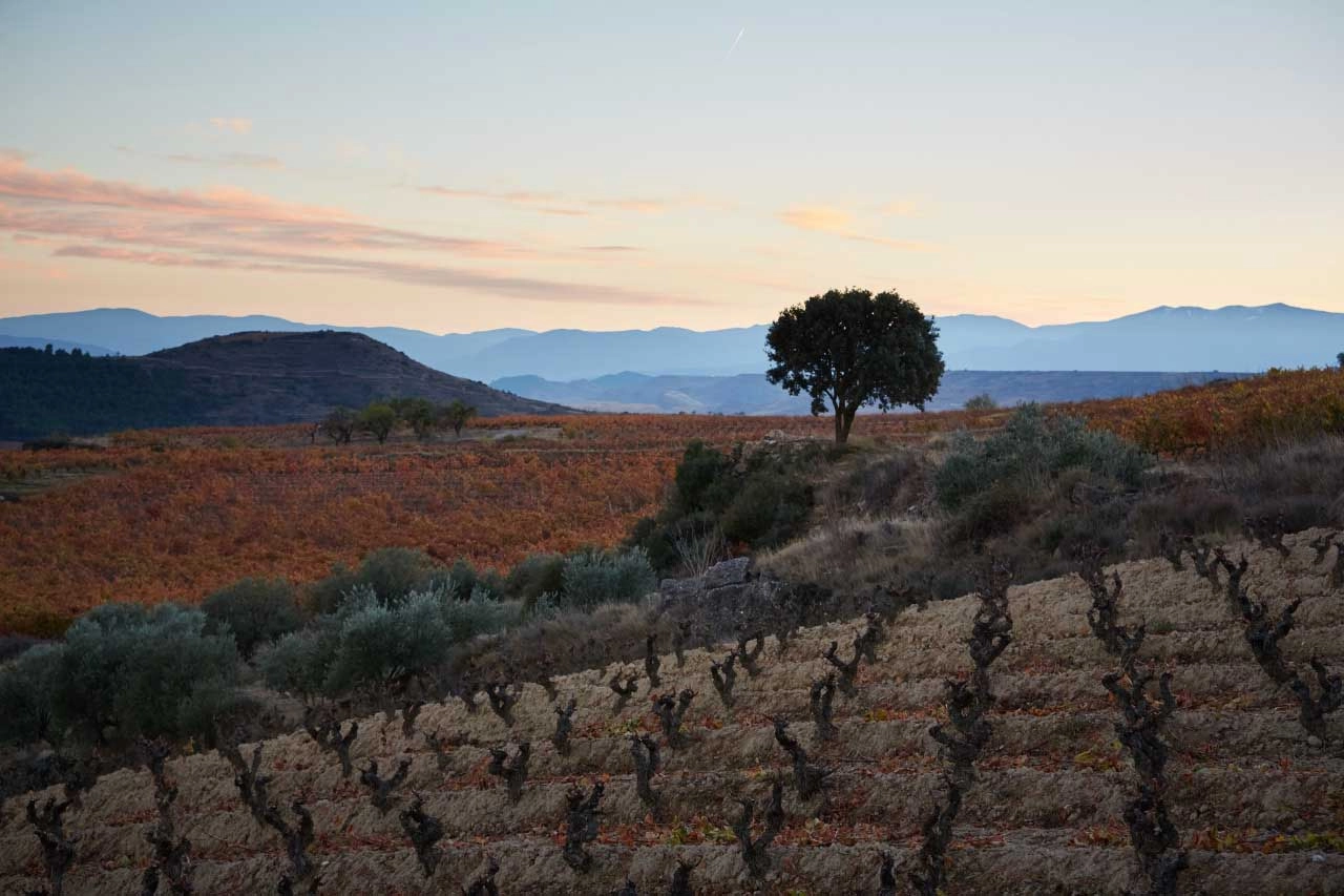 Denominación de Origen Calificada Rioja