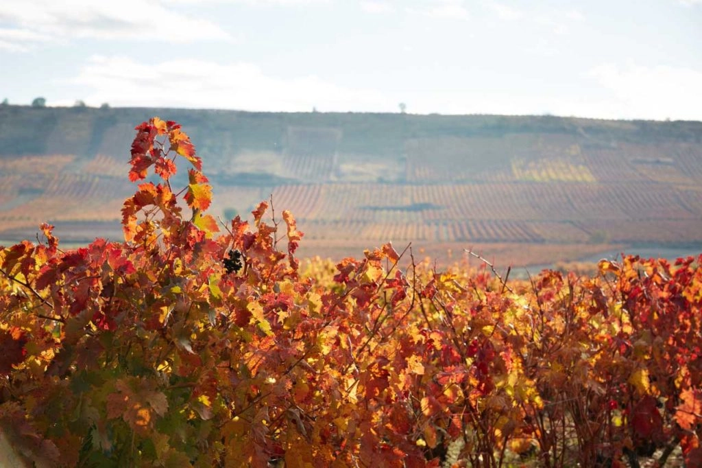 Viñedos de Montecillo cerca de Cenicero, La Rioja, España.