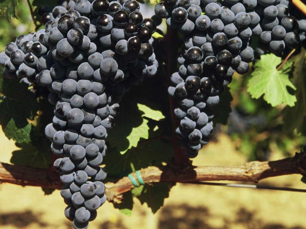 Uvas permitidas por la D.O.Ca Rioja - Racimos de Uvas - Bodegas Montecillo