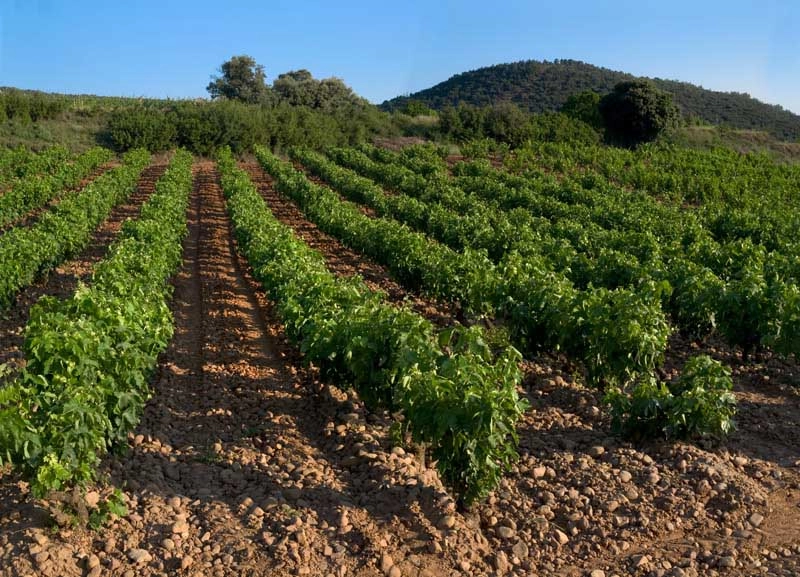 Uvas permitidas por la D.O.Ca Rioja - Viñedos - Bodegas Montecillo