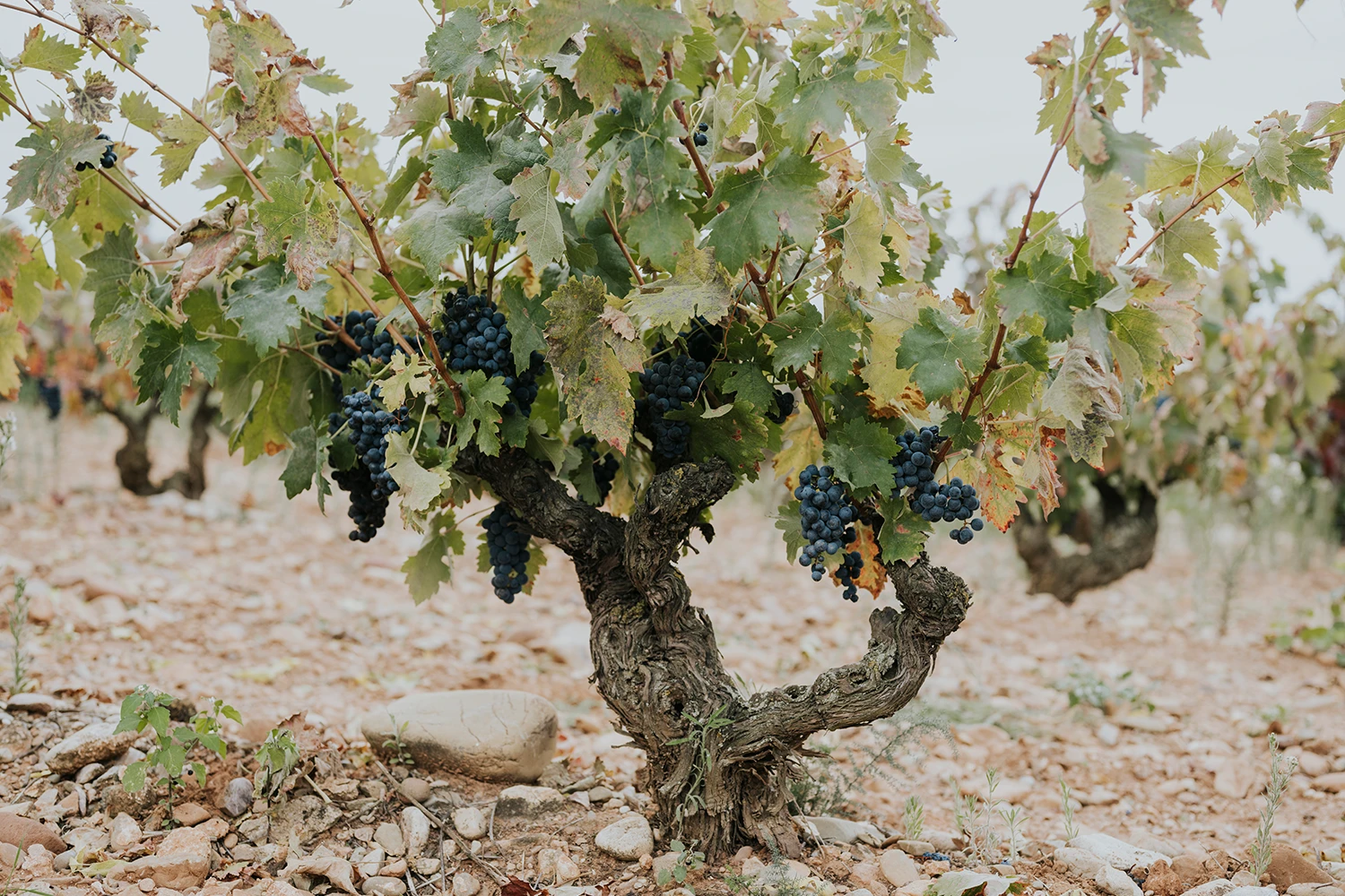 montecillo-crianza