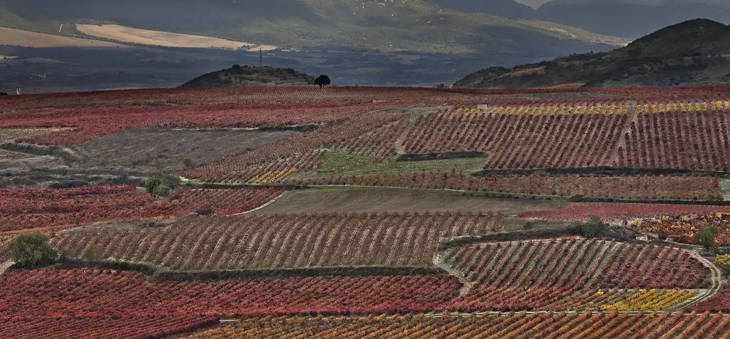 Bodegas Montecillo