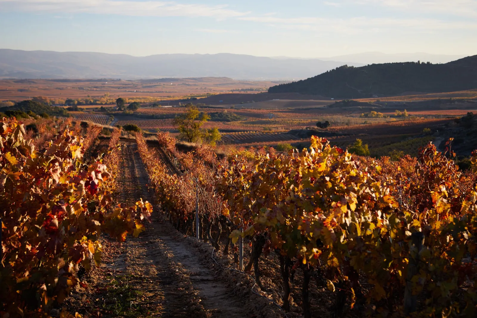 Viñedos - Bodegas Montecillo