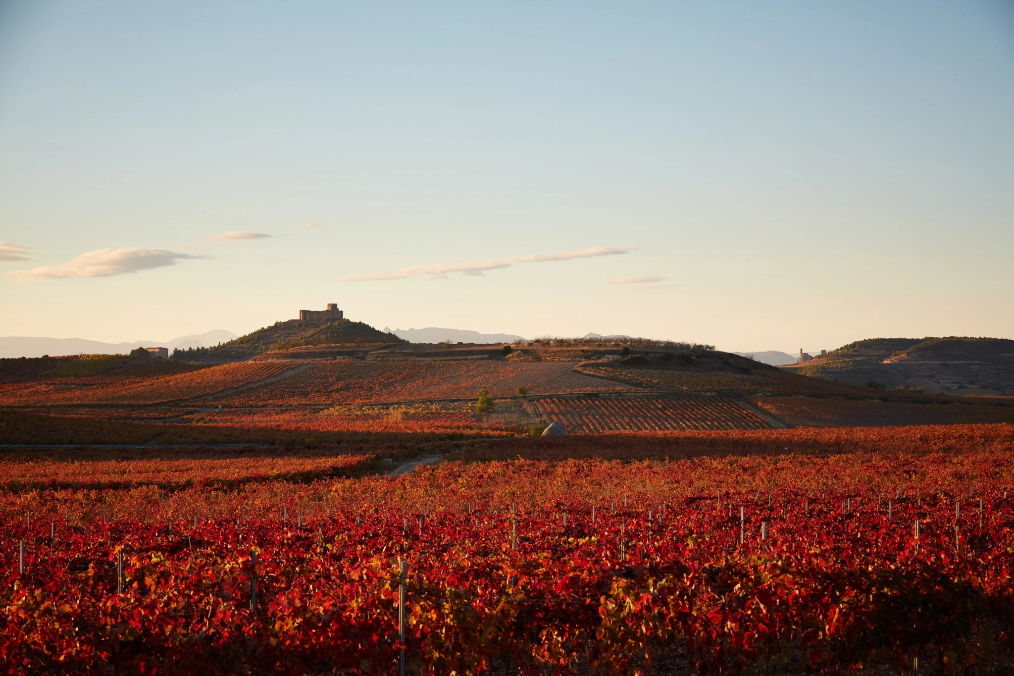 La bodega después de la vendimia - Bodegas Montecillo