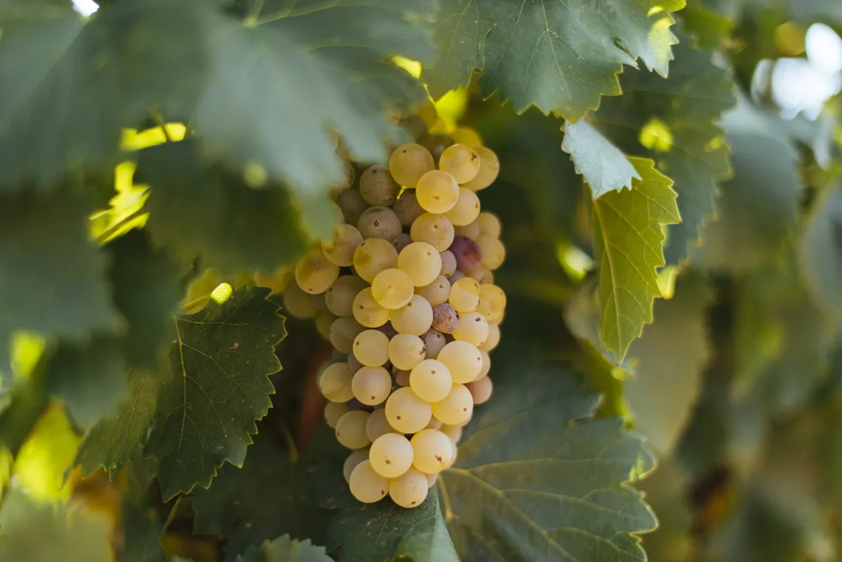 Bodegas Montecillo