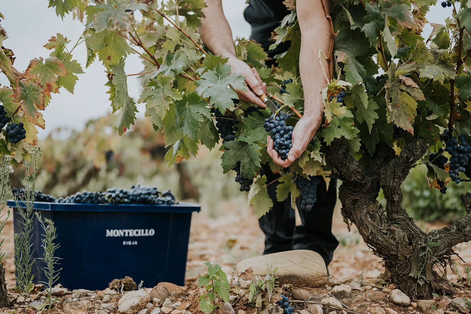 Bodegas Montecillo